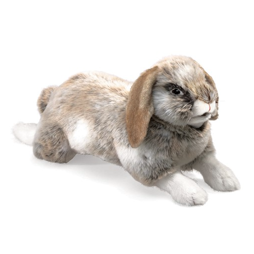 Holland Lop Rabbit