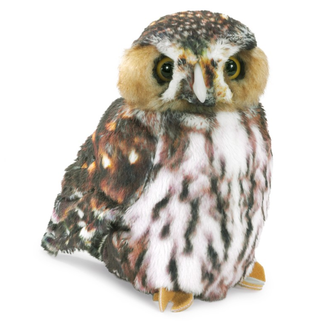 Pygmy Owl
