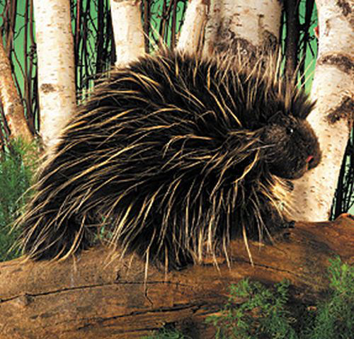 Porcupine Puppet